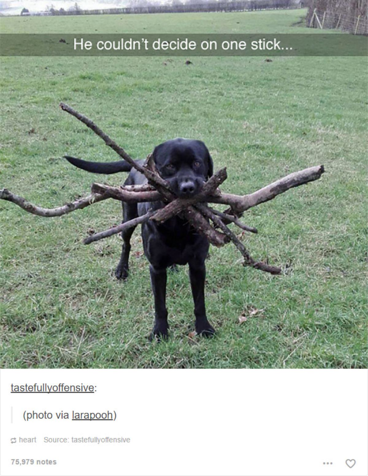 tumblr post of black labrador holding a huge stack of sticks in the mouth with caption saying he couldn't decide on one stick