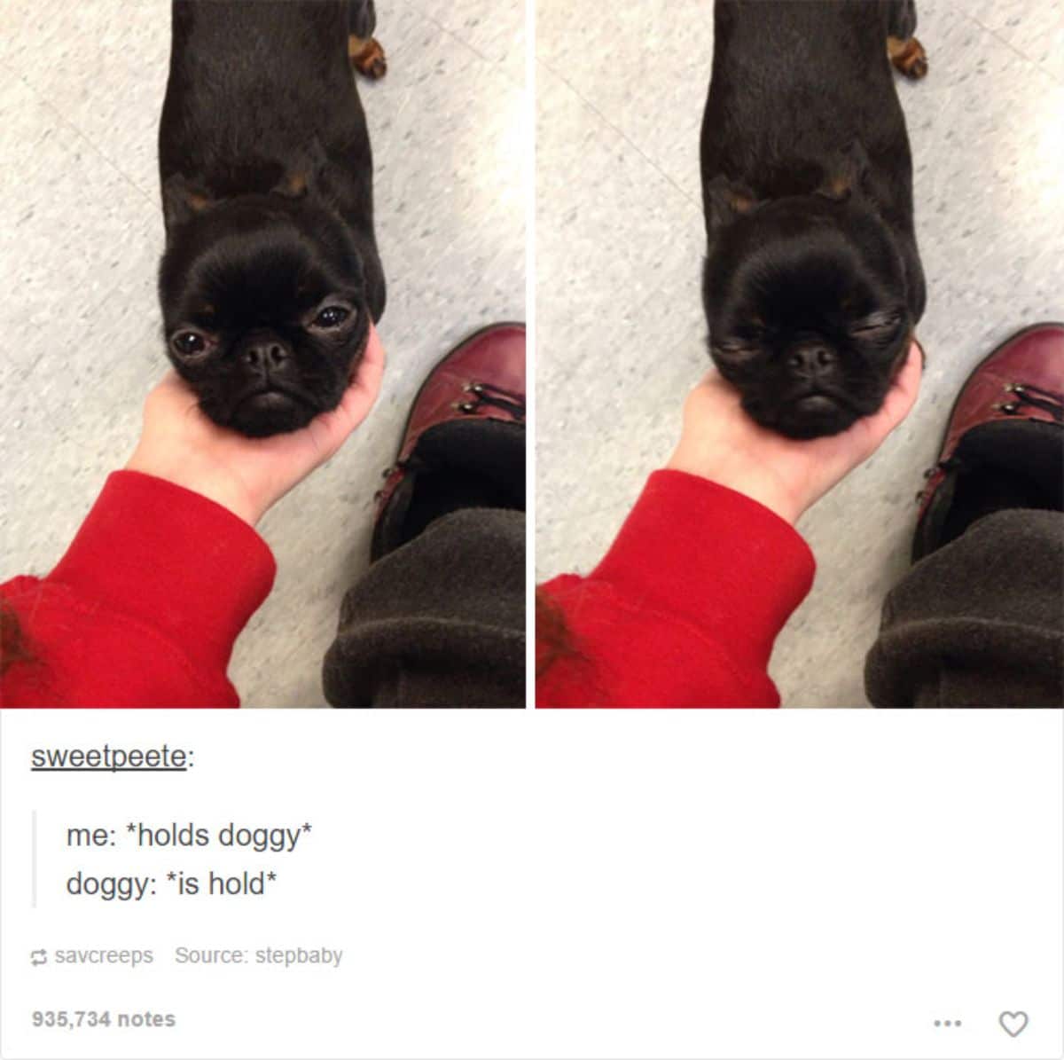 tumblr post of black puppy's face held in someone's hand with caption saying they hold doggy and doggy is hold