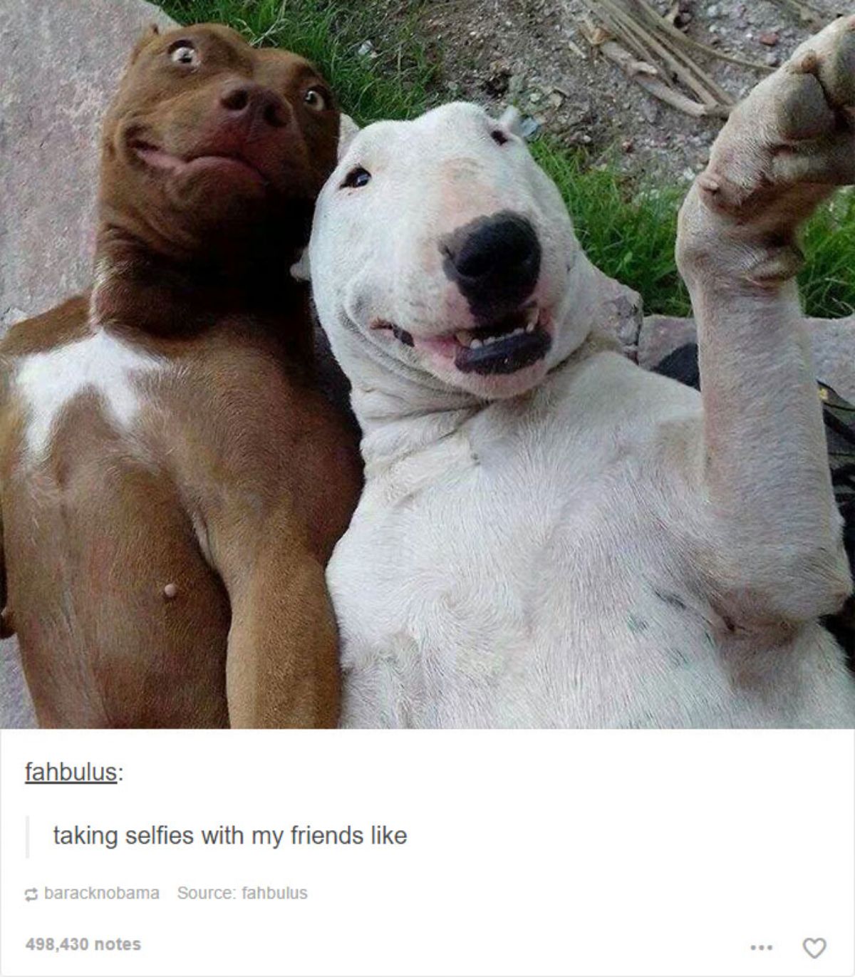 tumblr post of brown and white dog with white bull terrier looking like they're taking selfies with caption saying taking selfies with my friends like