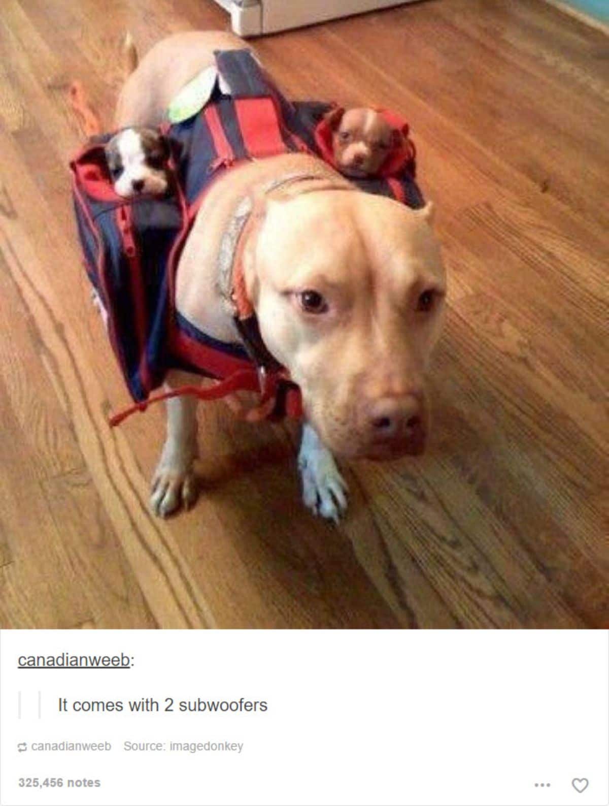 tumblr post of brown and white pitbull wearing a bag with 2 puppies on either side and the caption says the dog comes with subwoofers