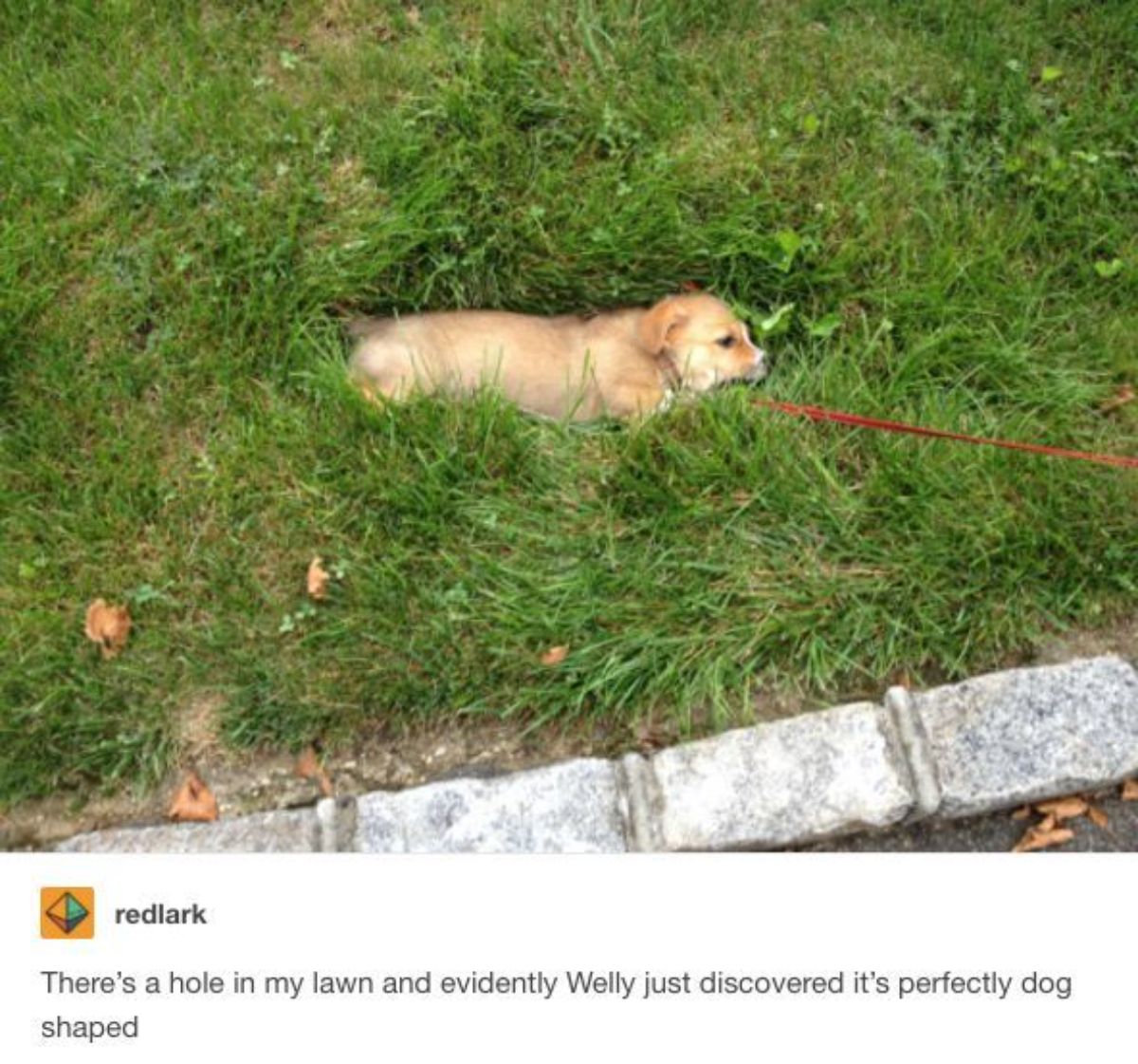 tumblr post of brown puppy on red leash laying in a hole with caption saying there's a hole in the lawn and Welly the dog found the hole is hole-shaped