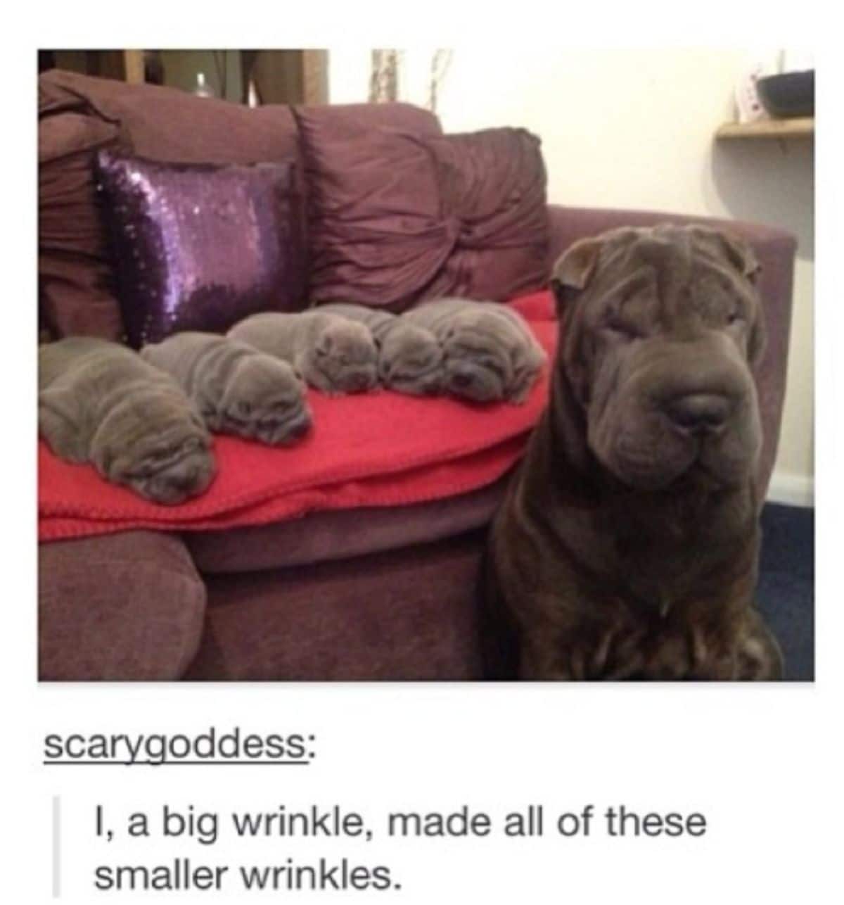 tumblr post of brown shar pei with 5 puppies on red sofa with caption saying I, a big wrinkle, made all of thee smaller wrinkles