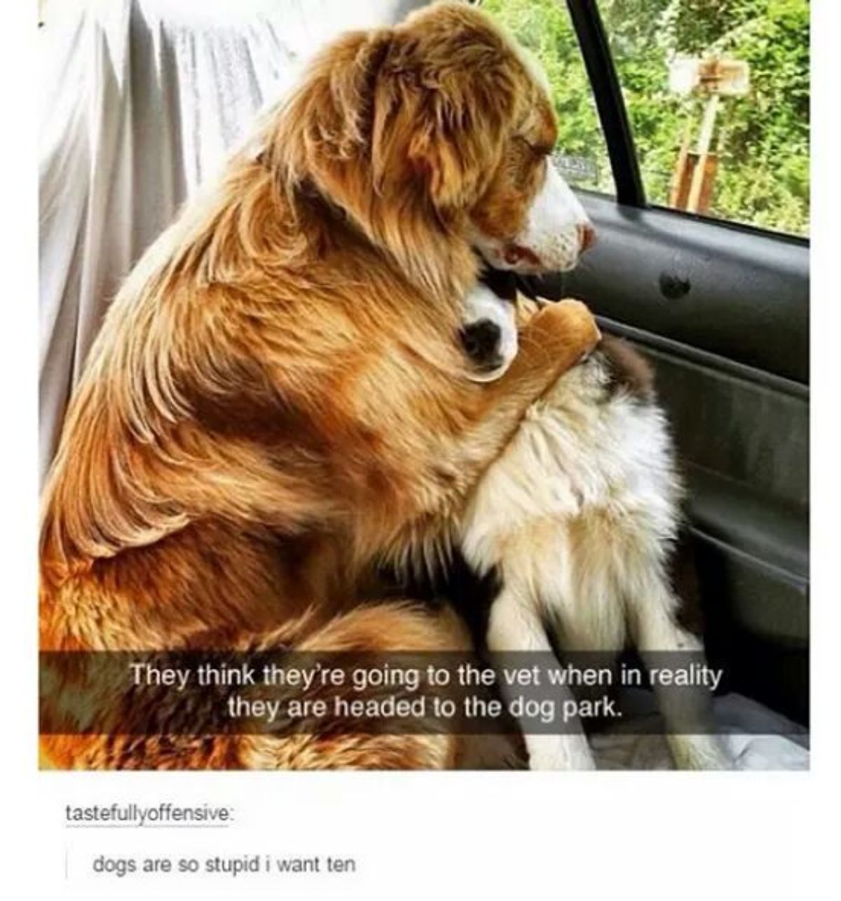 tumblr post of fluffy brown and white dog hugging another dog with caption saying they think they're going to vet but really it's the dog park