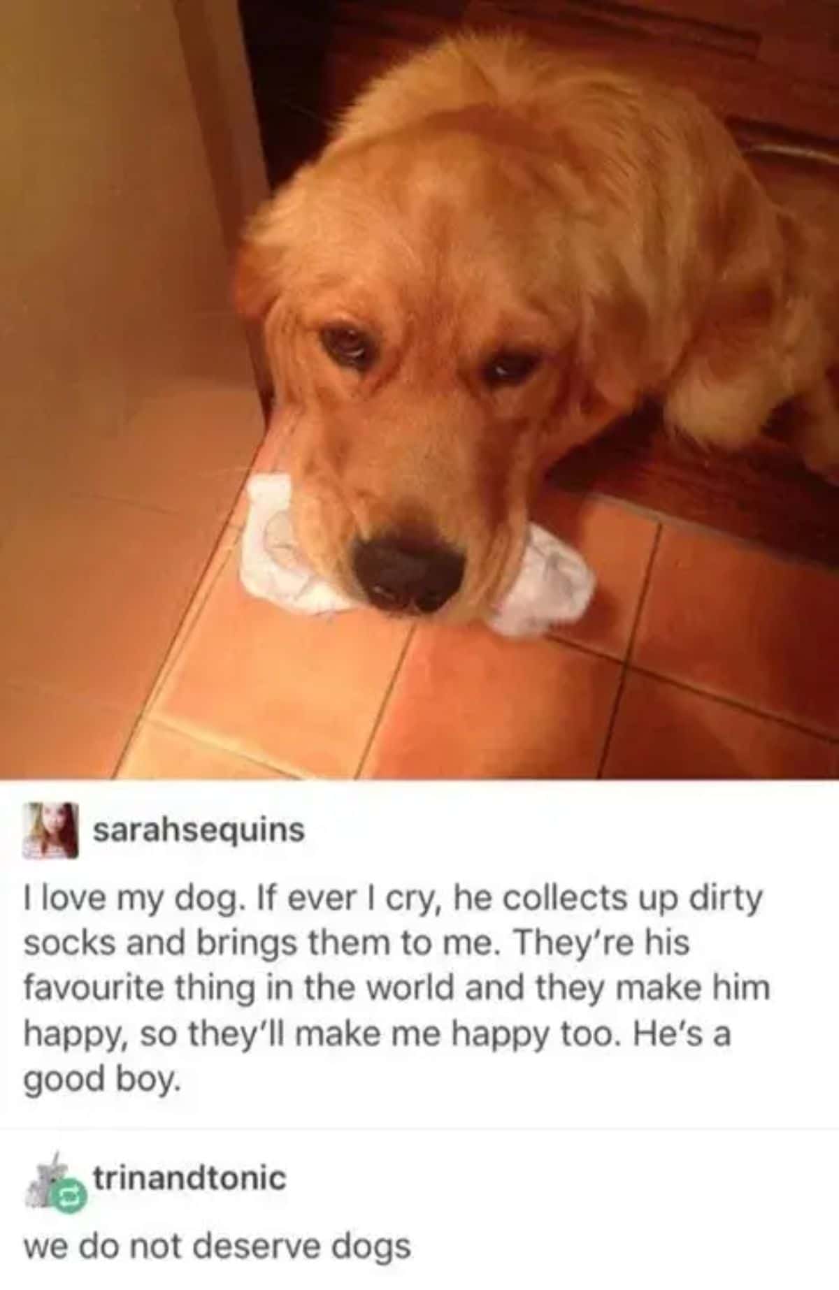 tumblr post of golden retriever holding a white sock with caption saying when the person is sad the dog brings dirty socks