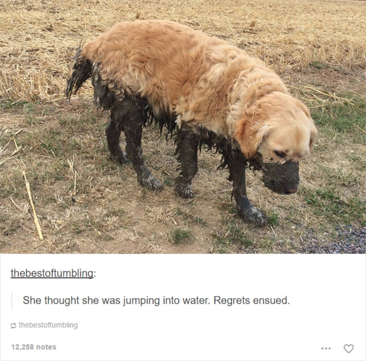 tumblr post of golden retriever looking sad with mud in the bottom half with caption saying she thought she was jumping into water, regrets ensued