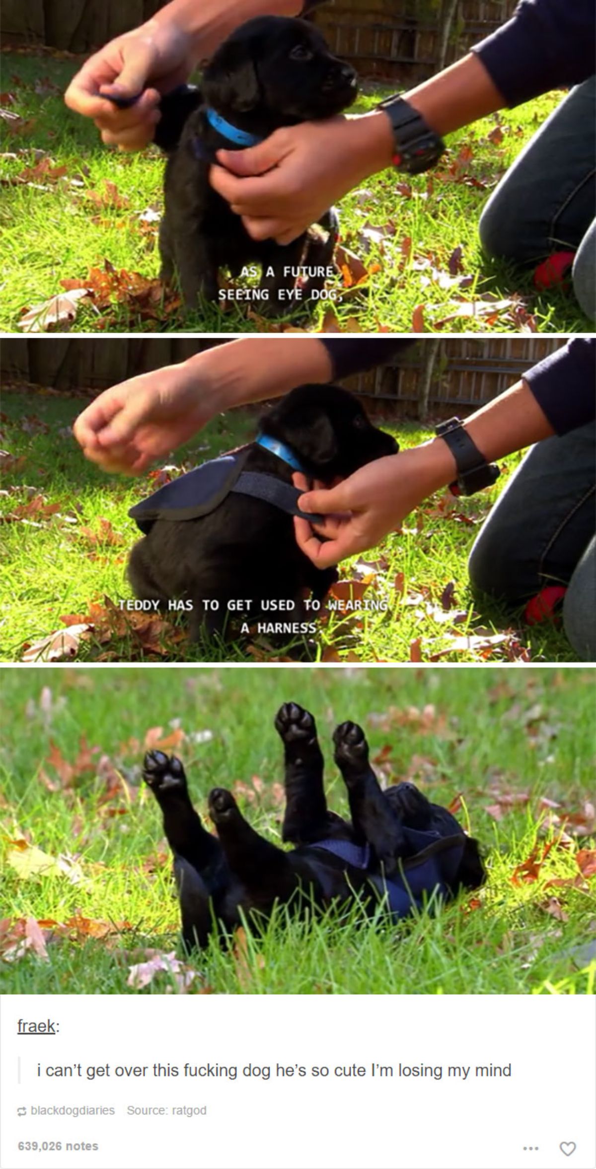 tumblr post of tiny black labrador puppy getting a blue harness put on and being upside down saying it's a seeing eye dog getting trained to wear a harness