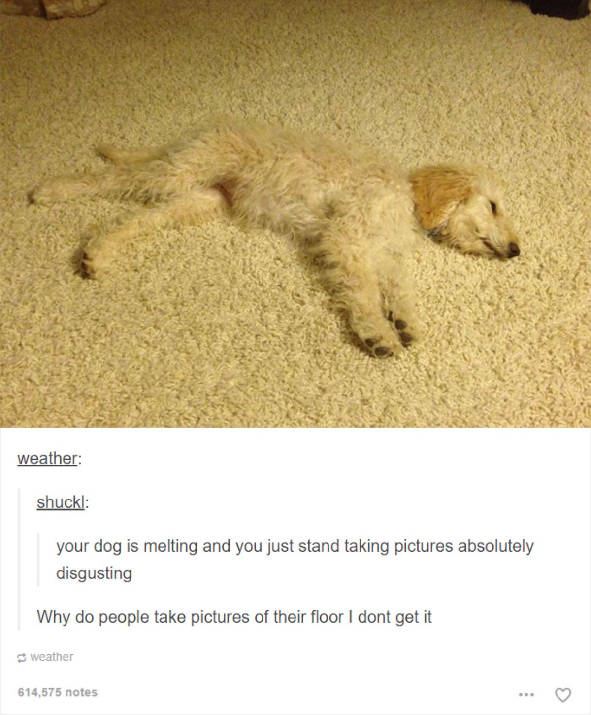 tumblr post white poodle on a white carpet and the caption says the dog is melting and another asks why people take pictures of their floor