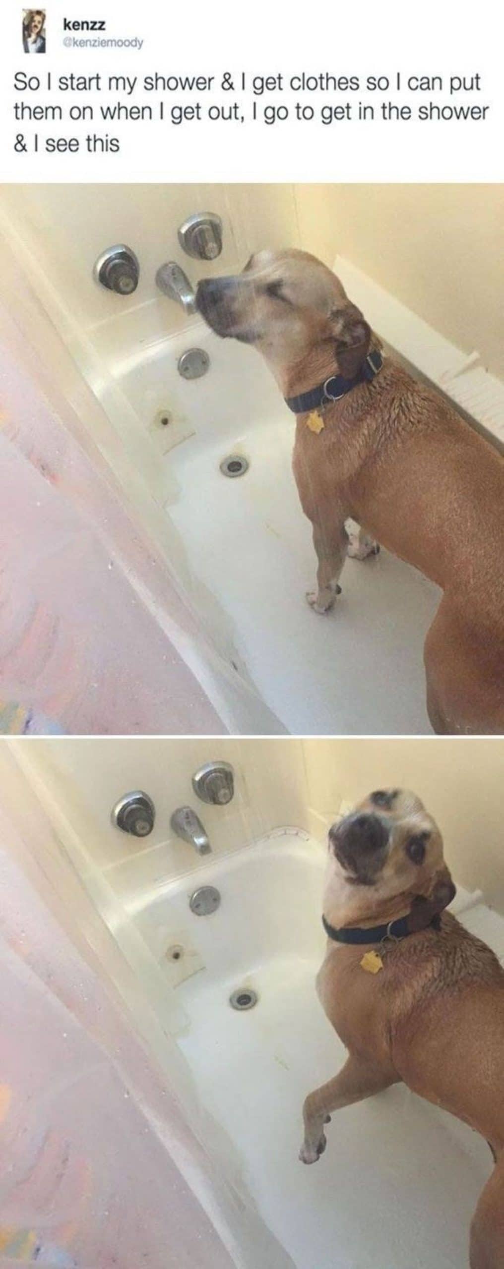 tweet with 2 photos of a brown and white dog in a white bathtub with the shower running