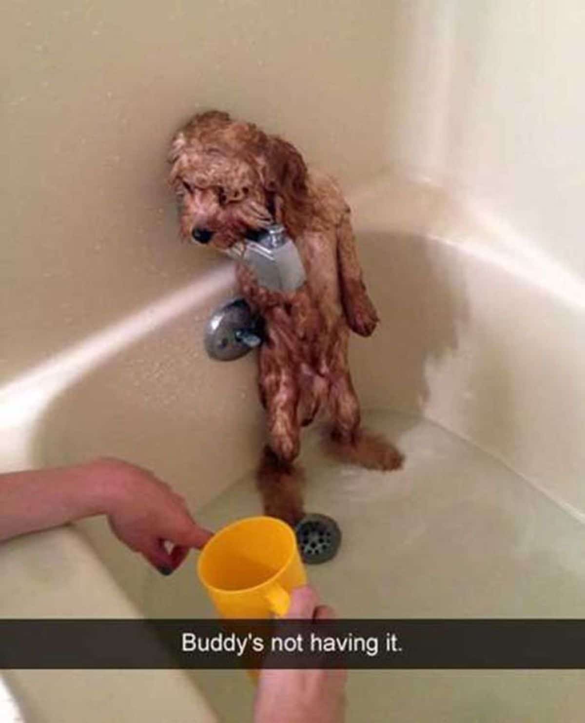 wet brown dog standing on hind legs in bathtub with someone holding a yellow cup with caption saying Buddy's not having it