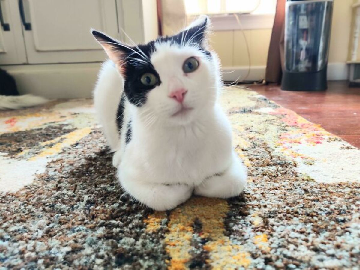 white and black cat sitting like a loaf on a black and orange carpet with the head tilted to the right