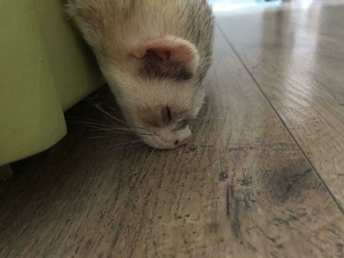 white and black ferret sleeping with its nose planted into the floor