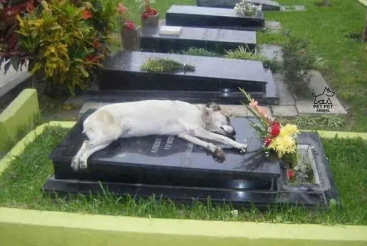 white and brown dog laying on a black gravestone with a flower bouquet at the front