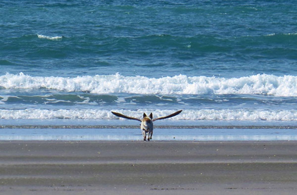 white and brown dog on a beach with a large bird behind it looking like the dog has wings