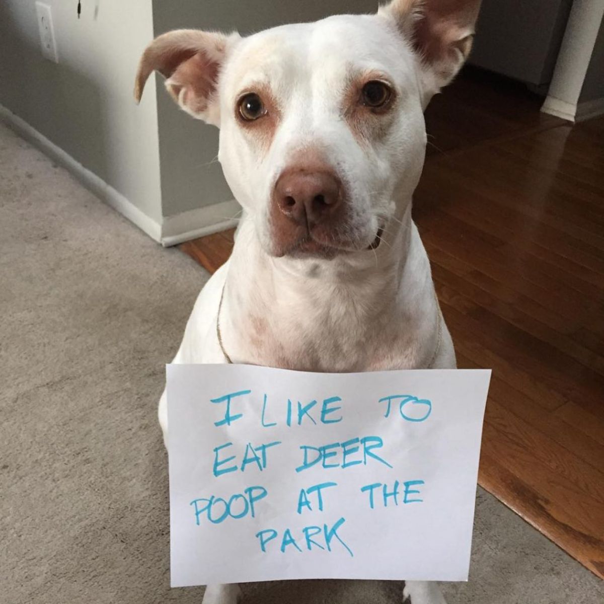 white and brown dog with sign around neck saying I like to eat deer poop at the park