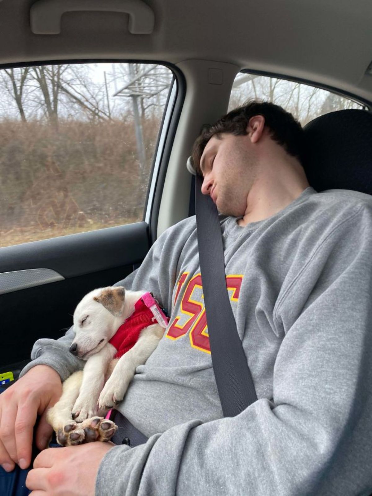 white and brown puppy wearing red sweater laying on a person and sleeping while the person is in a car with seatbelt on and sleeping