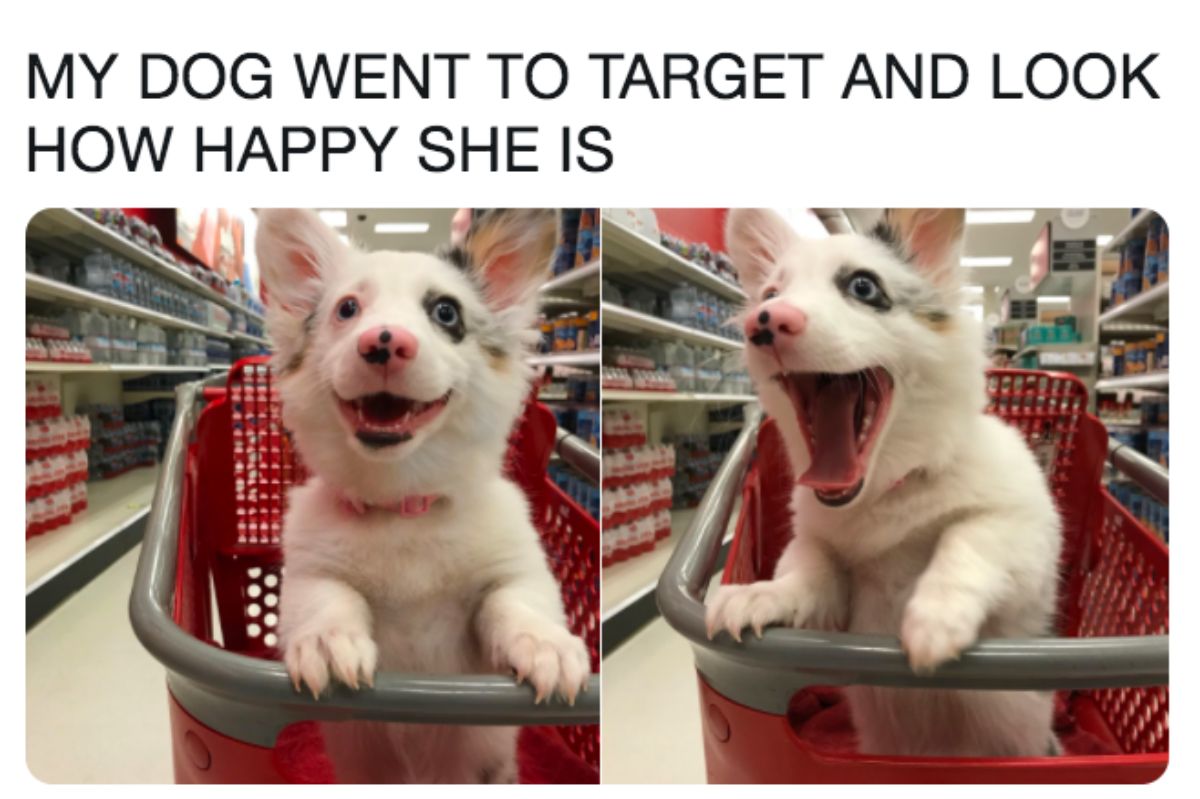 white australian shepherd with caption saying my dog went to target and look how happy she is