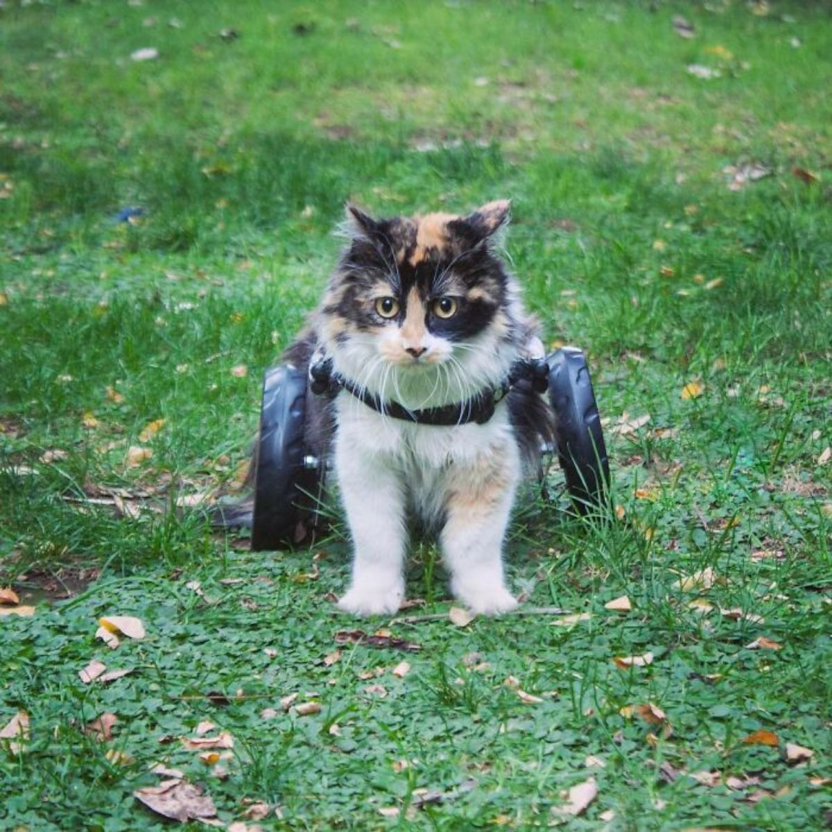 white black and orange cat in a wheelchair on grass