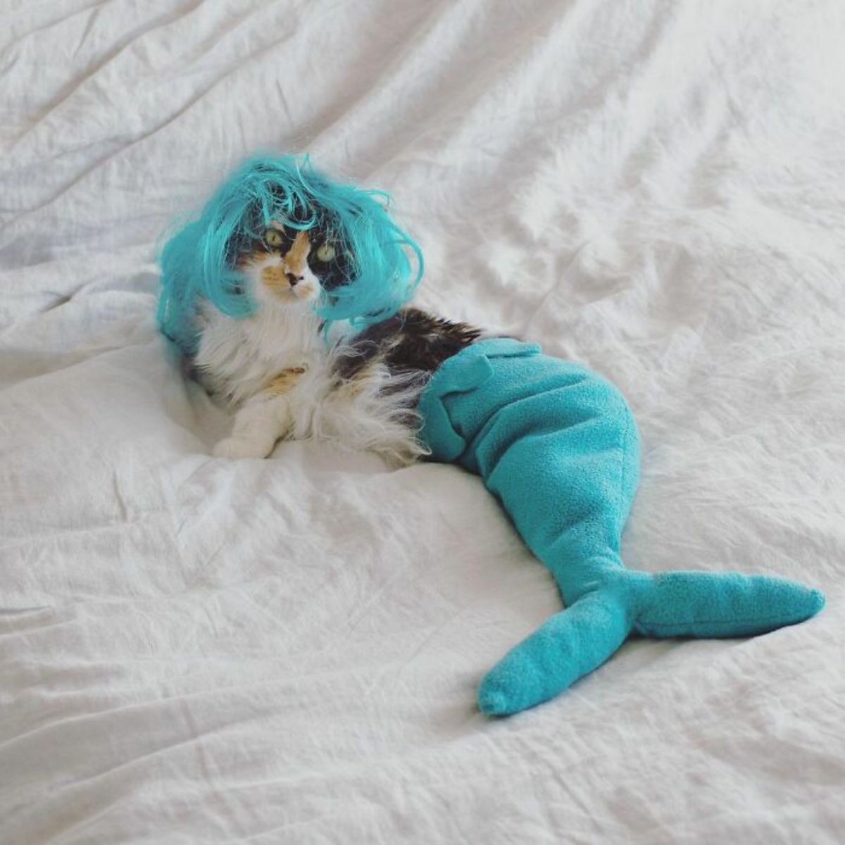 white black and orange cat on a white bedsheet wearing a blue mermaid tail and a blue wig