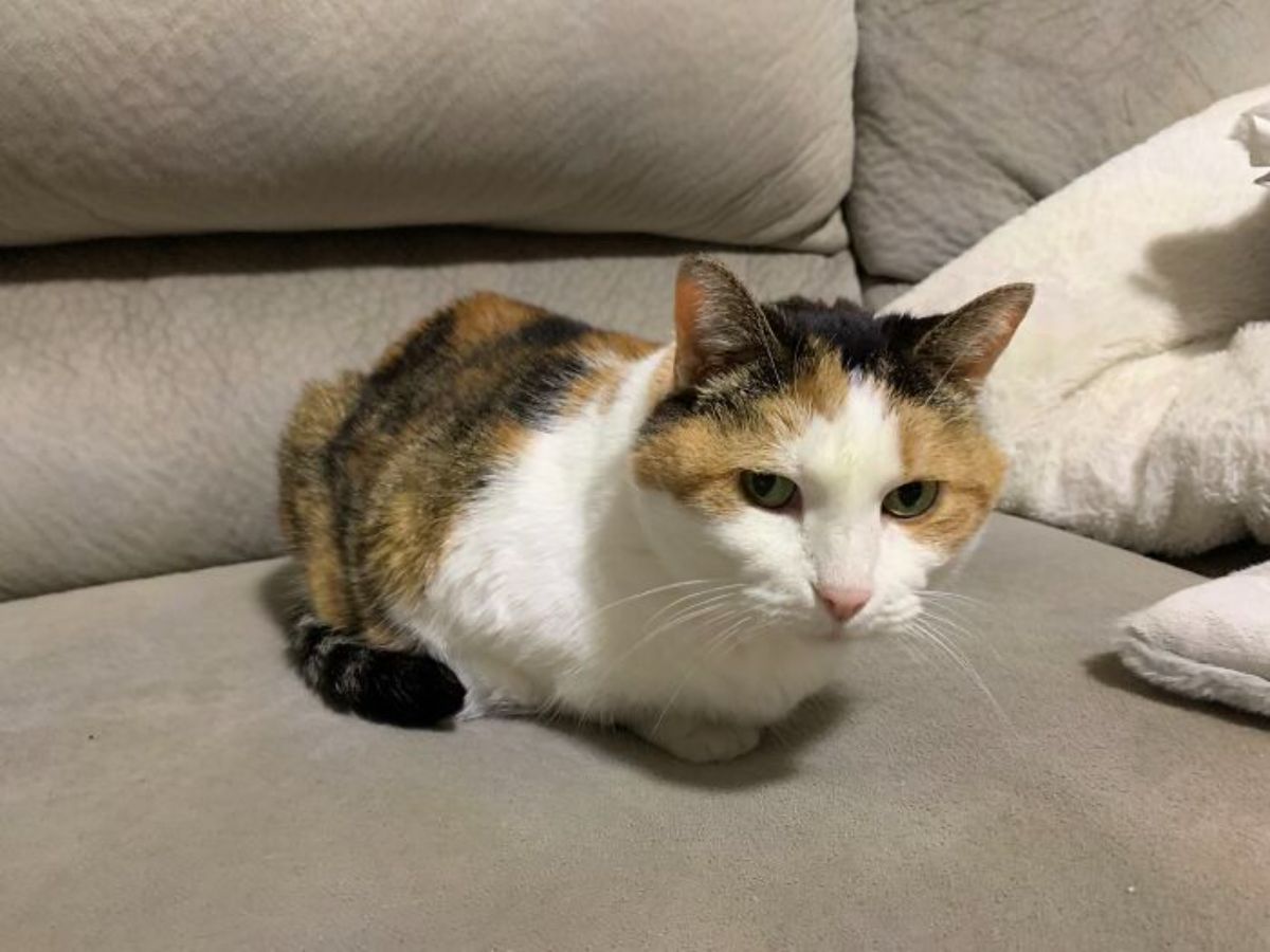 white black and orange cat sitting like a loaf on a brown sofa