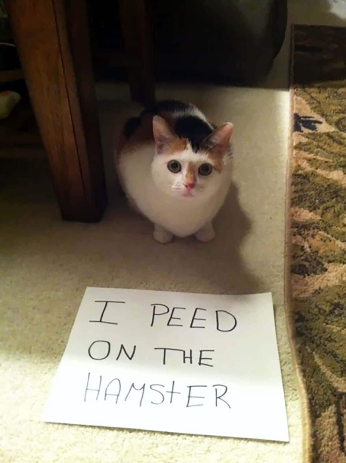 white black and orange cat sitting like a loaf on the floor with a note saying "I peed on the hamster""