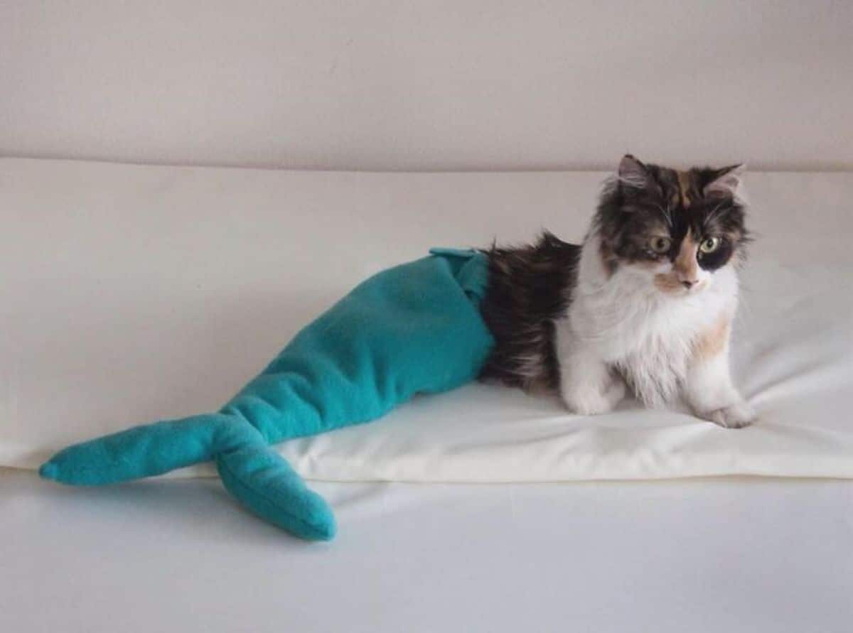white black and orange cat wearing a blue-green mermaid tail laying on a white bed