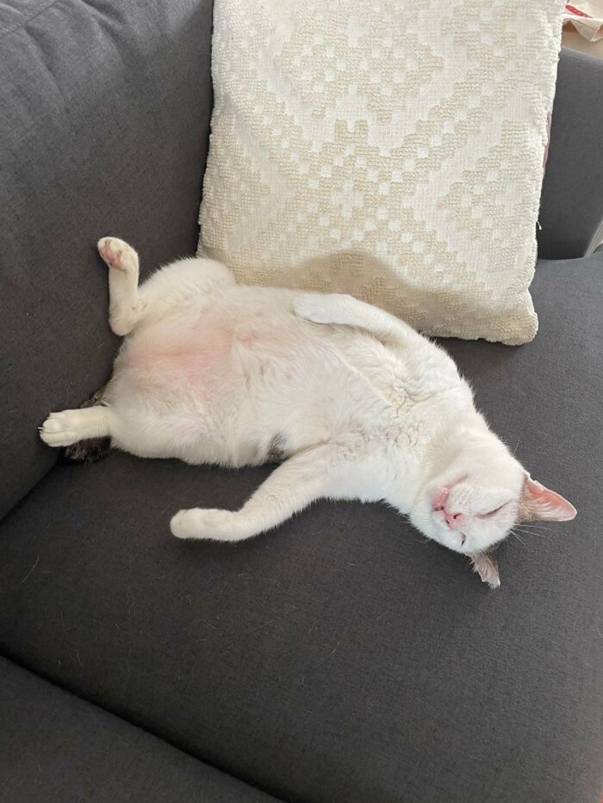 white cat laying and sleeping belly up on black sofa
