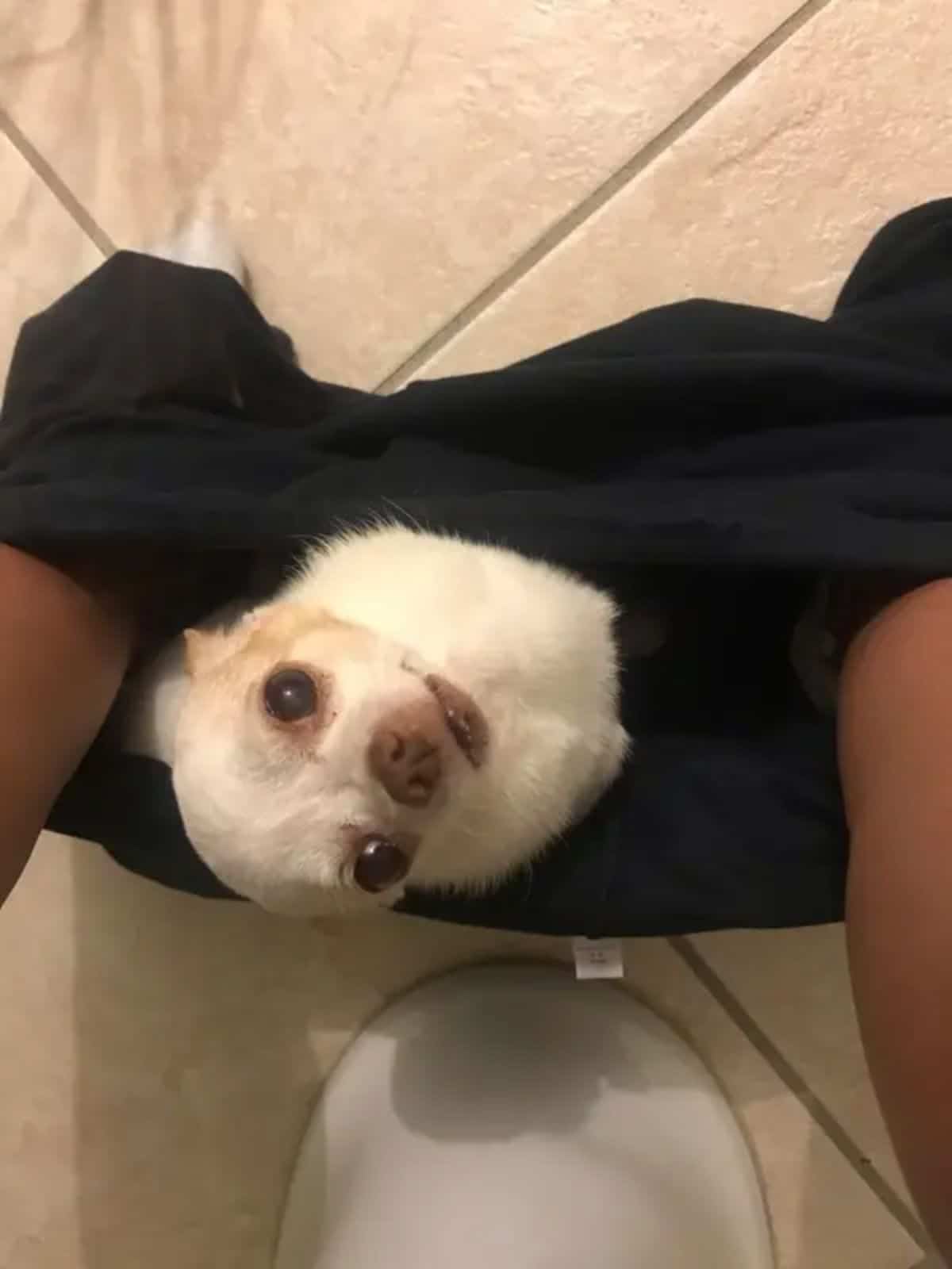 white chihuahua sitting inside someone's pulled down black pants while on the toilet and the dog is looking up