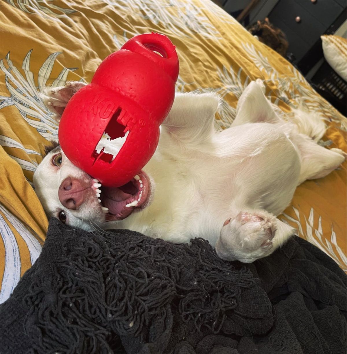 white dog laying belly up on a yellow bed with a ripped up red kong dog toy in its mouth