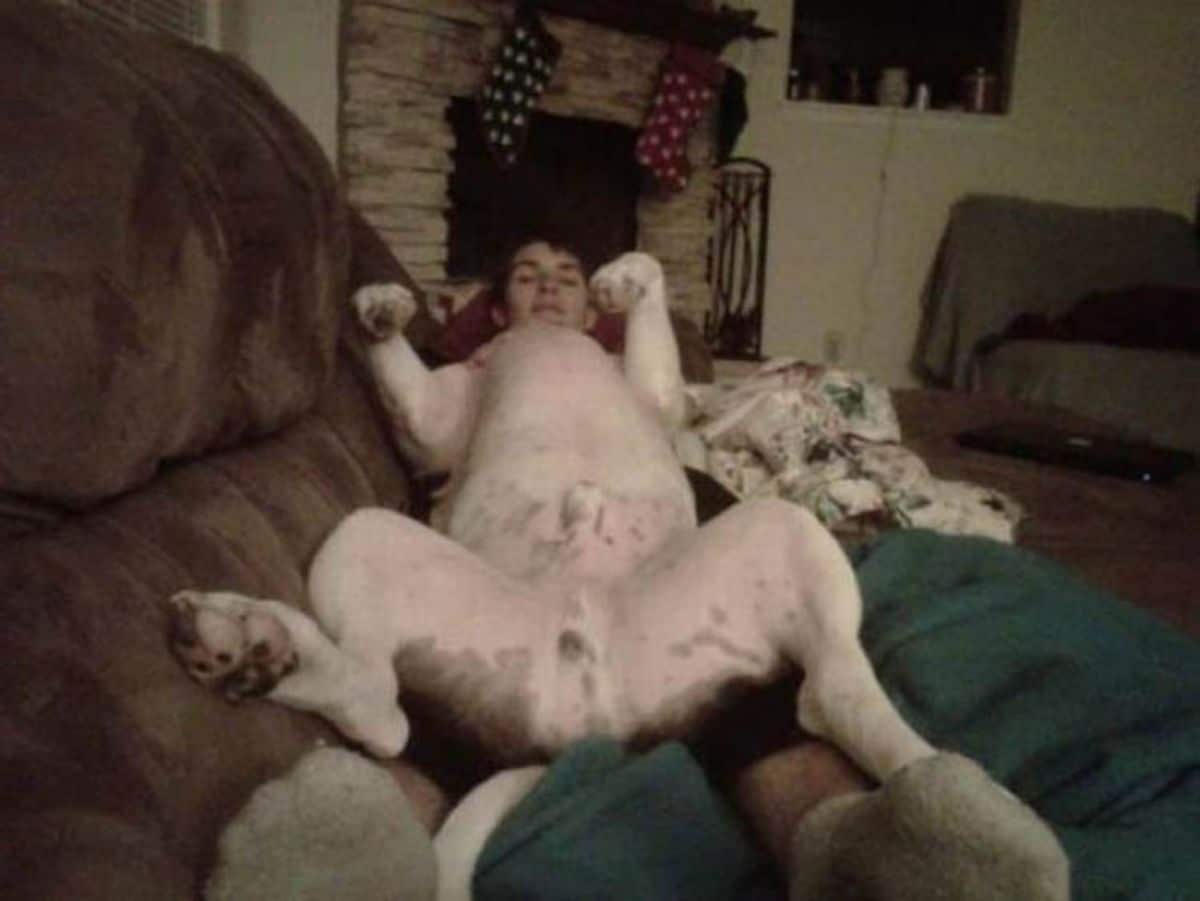 white dog laying belly up on top of a person laying down on a brown sofa looking like the dog has a man's head