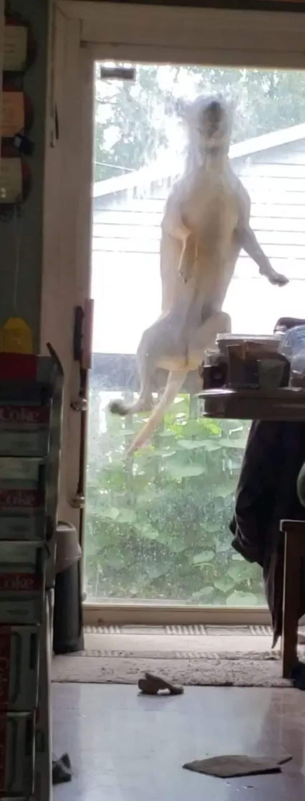white dog outside a glass door caught mid-jump