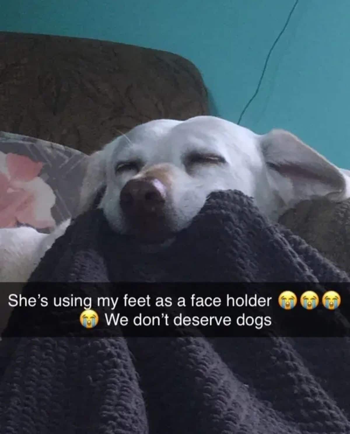 white dog sleeping on a person's feet under a black blanket with a caption saying She's using my feet as a face holder We don't deserve dogs with a crying emojis