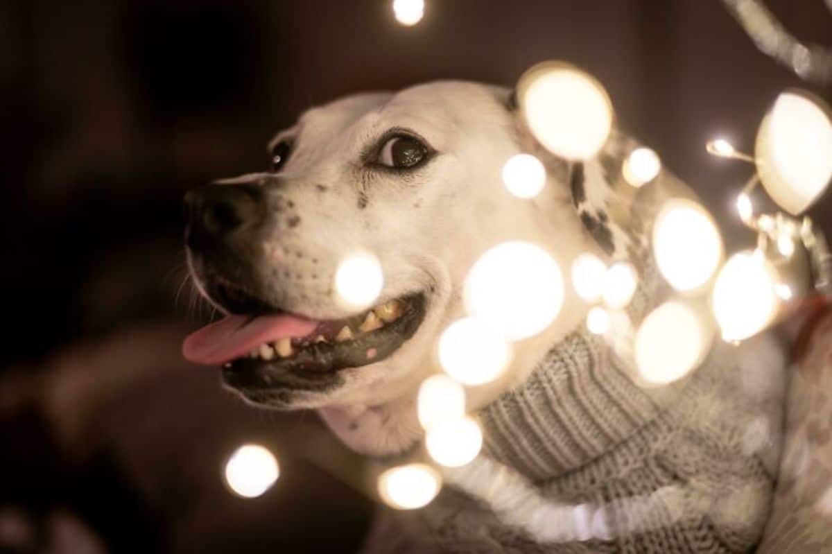 white dog wearing grey turtleneck sweater next to some orange lights