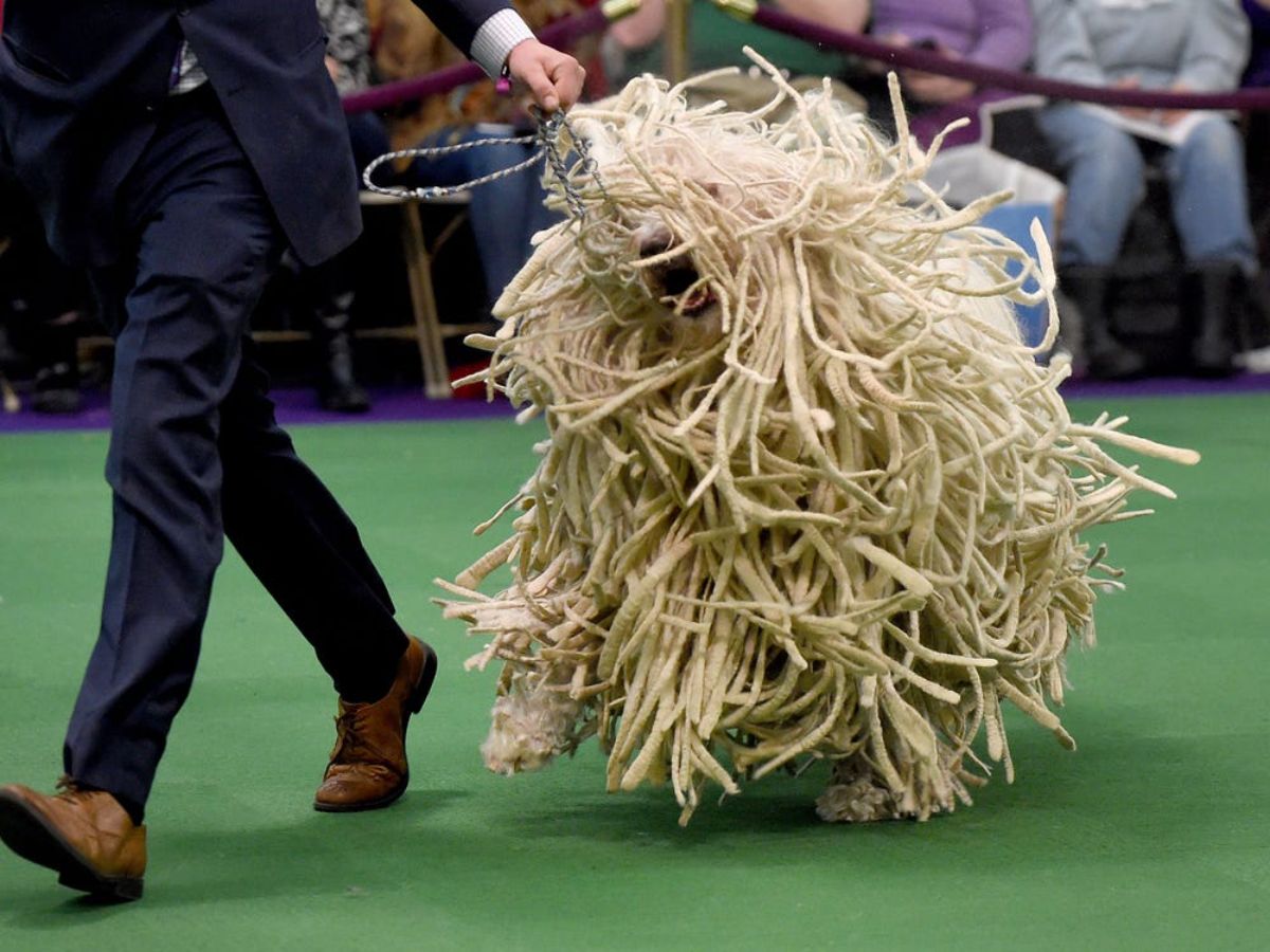 white dog with mop-like fur being walked on a green surface