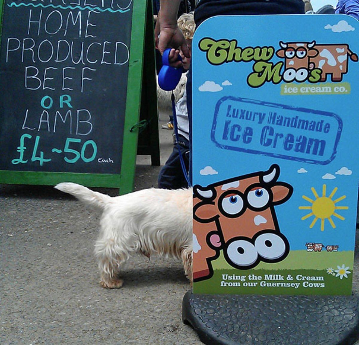 white dog's body showing behind a poster of a brown cartoon cow's head