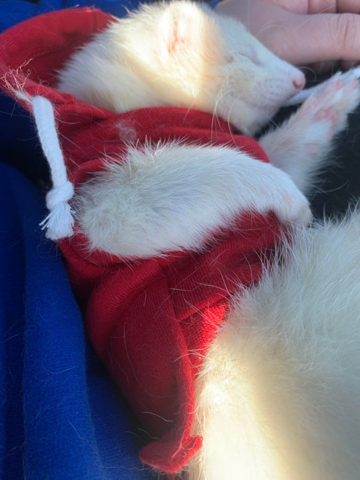 white ferret sleeping with a red hoodie on