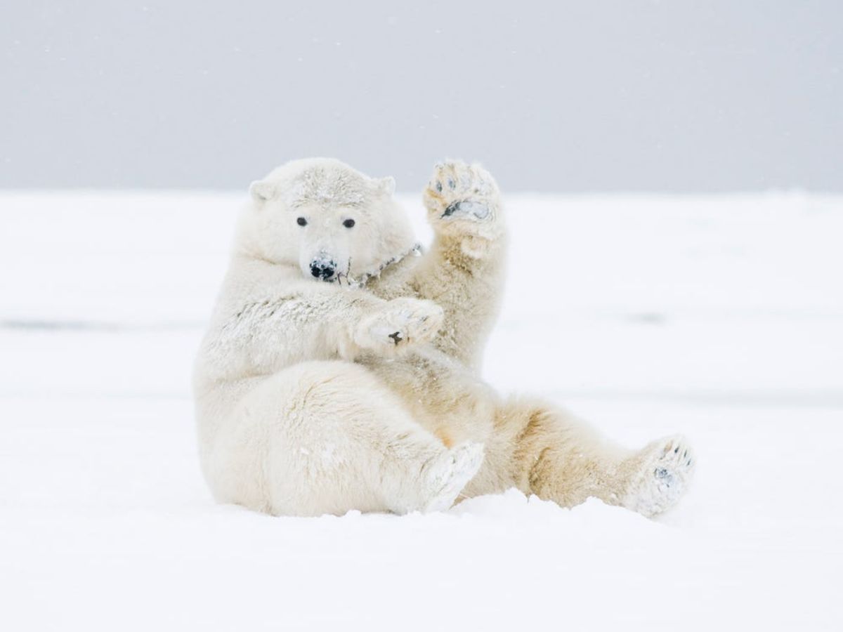 white polar bear sitting on snow with one arm raised in a wave