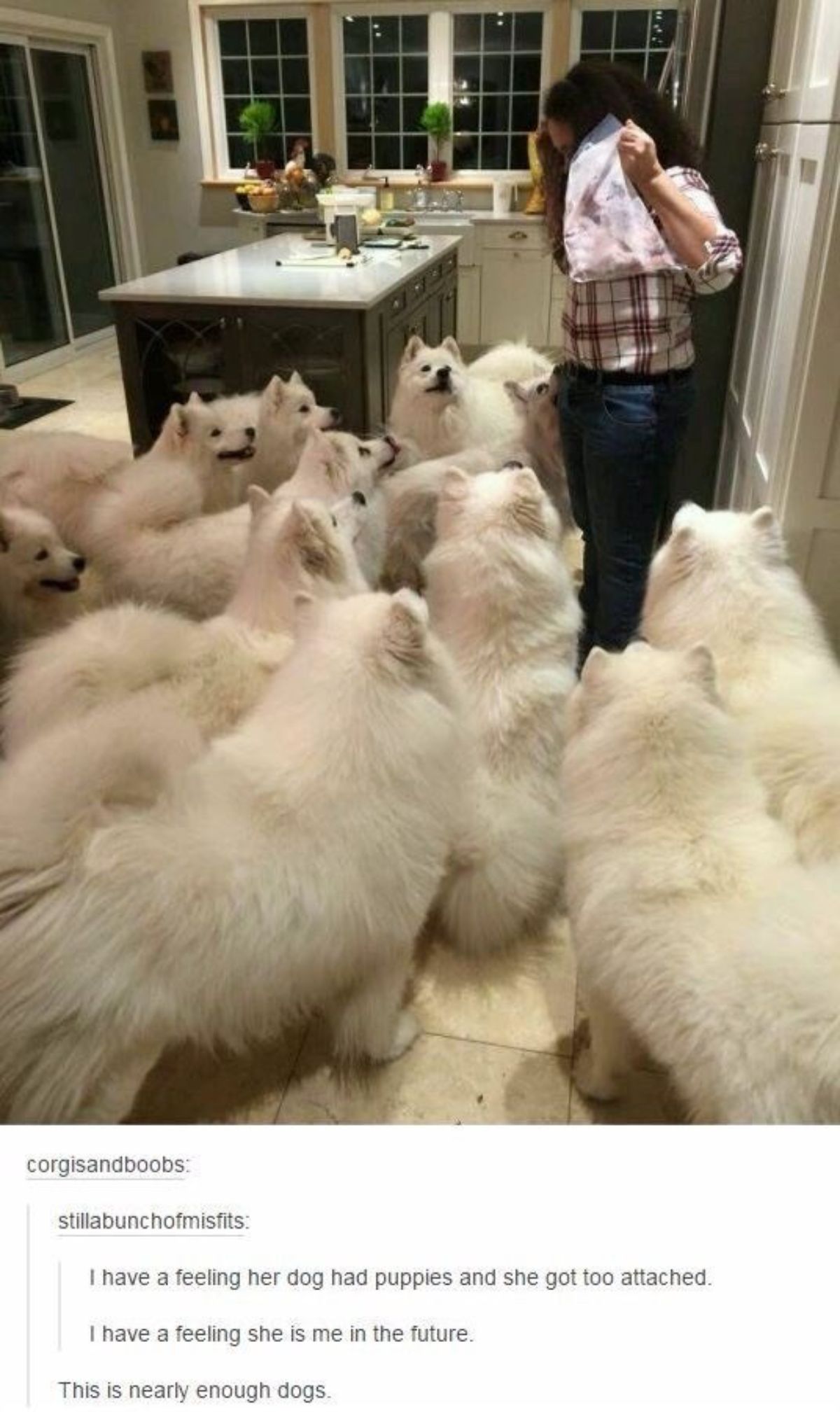 woman standing in a kitchen with 11 samoyeds looking at her