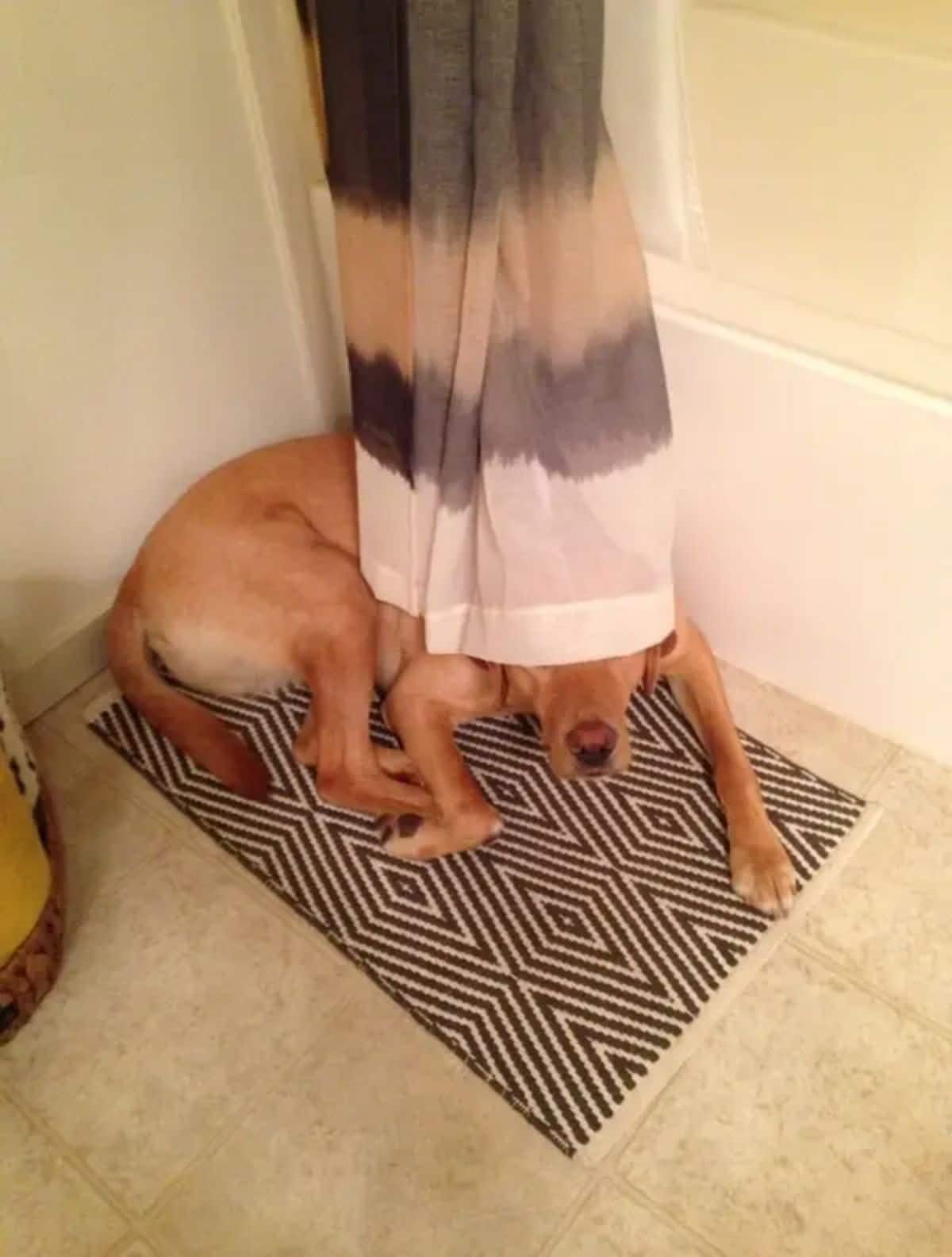 yellow labrador laying on a brown and white patterned rug in a bathroom with the eyes hidden behind a black, brown and white shower curtain