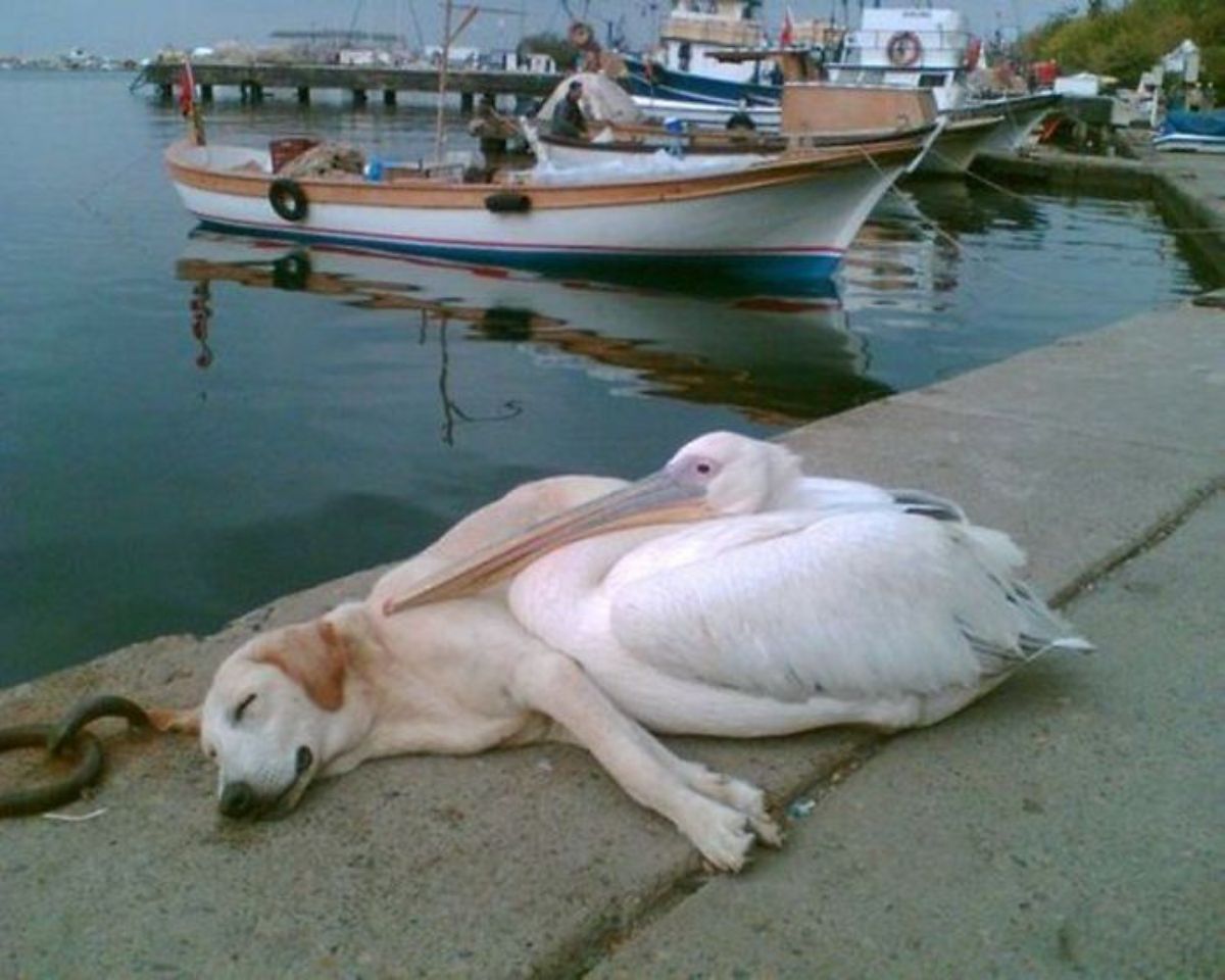 yellow labrador laying on a cement path near water with boats and a white pelican is sitting cuddling the dog