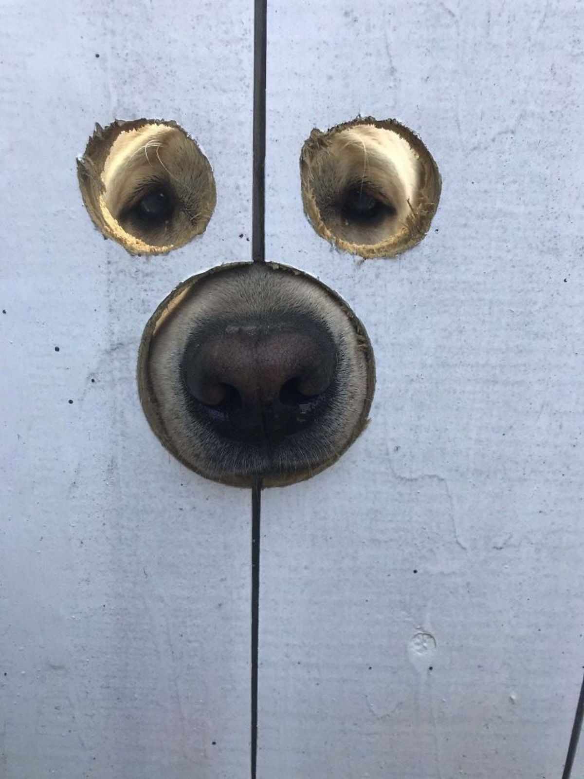 yellow labrador retriever looking through 2 eye holes and 1 nose hole in a white wooden fence
