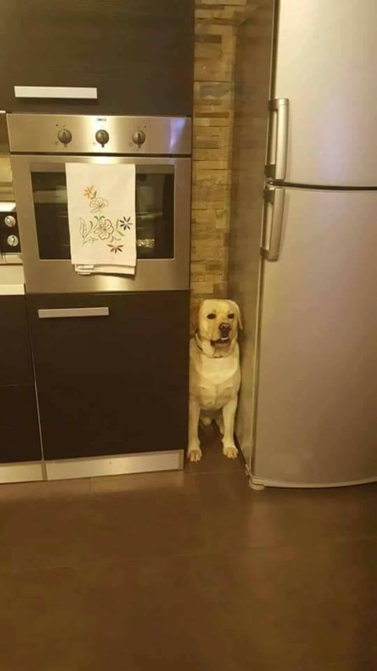 yellow labrador retriever standing in the gap between a black and silver stove and a silver fridge