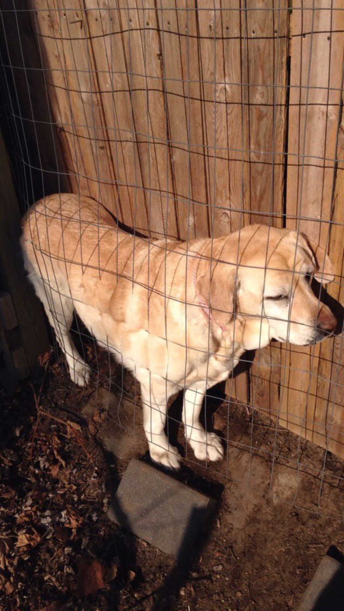 yellow labrador retriever stuck between a metal fence and a wooden wall