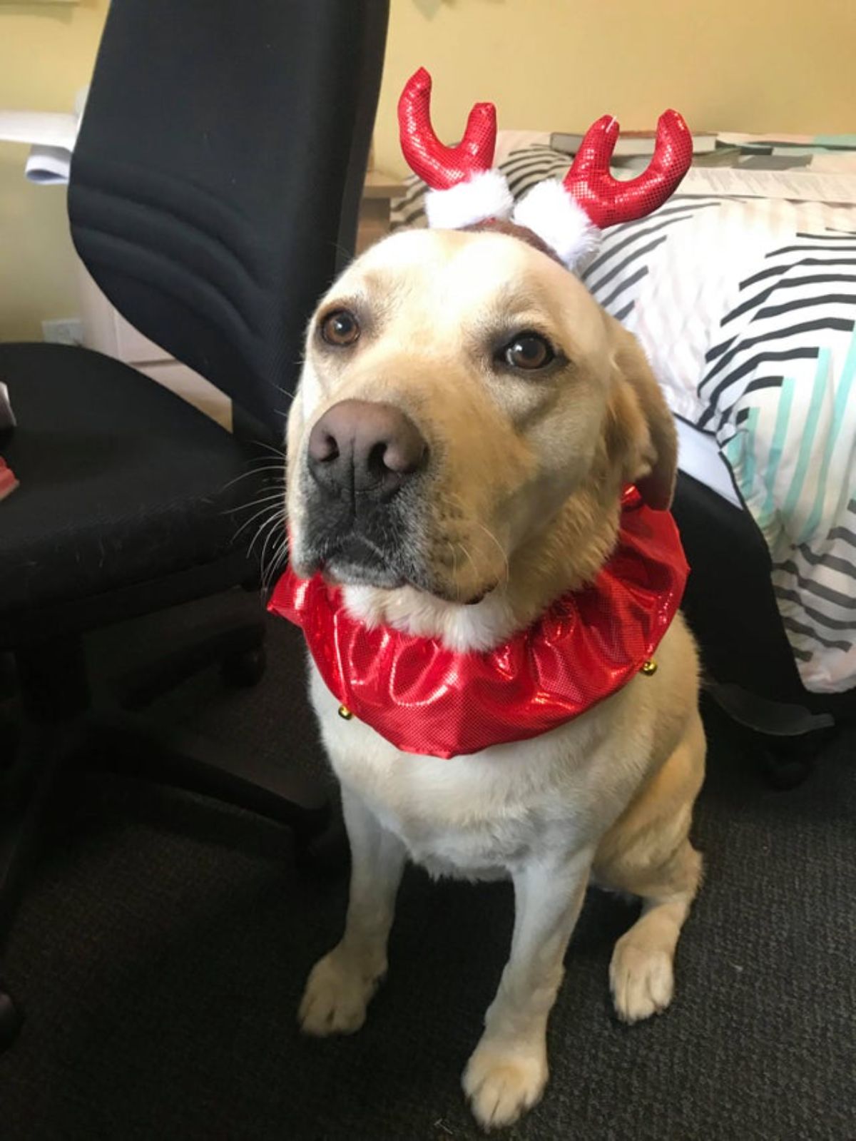 yellow labrador sitting on the ground wearing a red cloth collar and red and white antlers