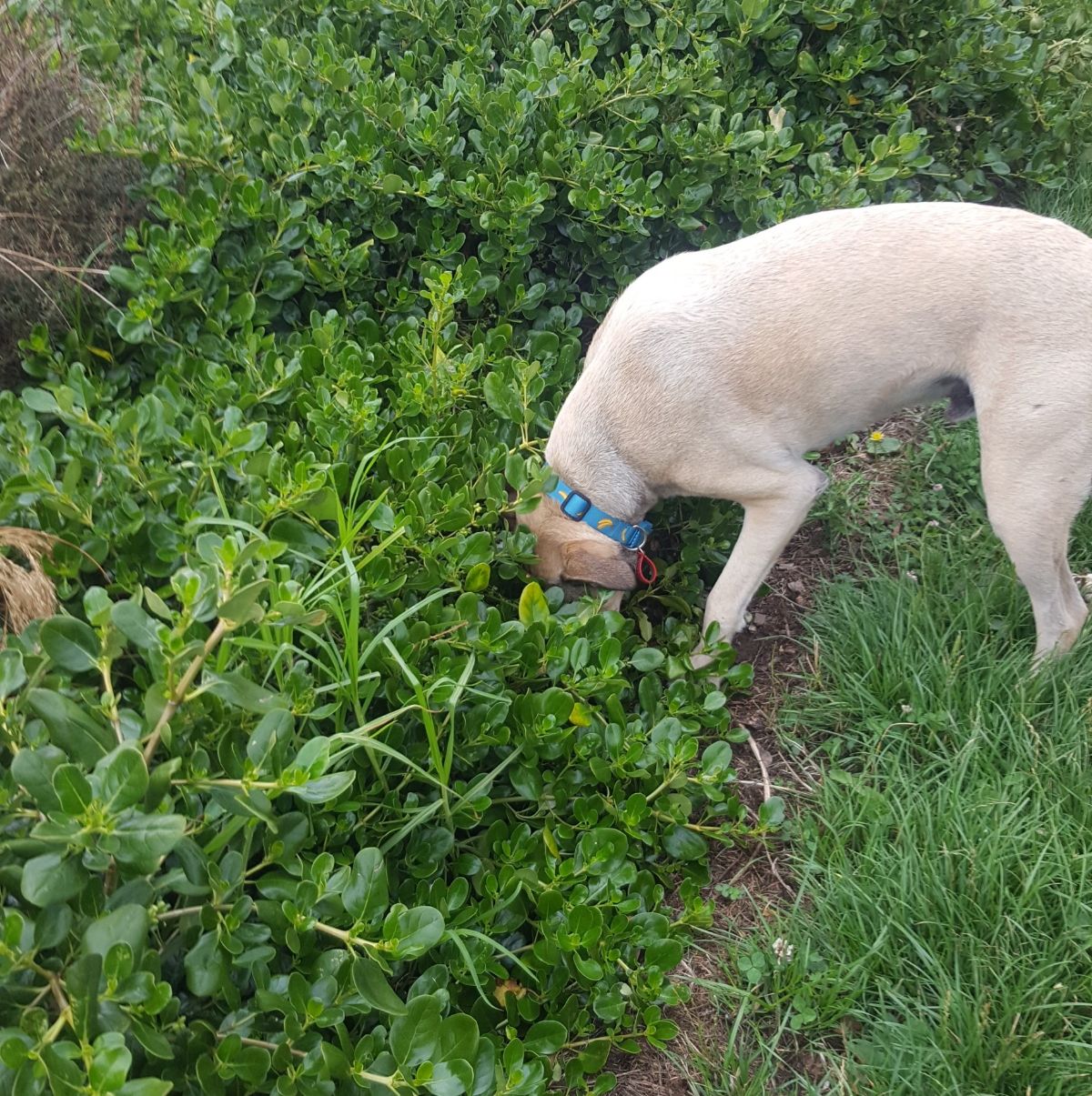 yellow labrador standing on a path with the head in a bush
