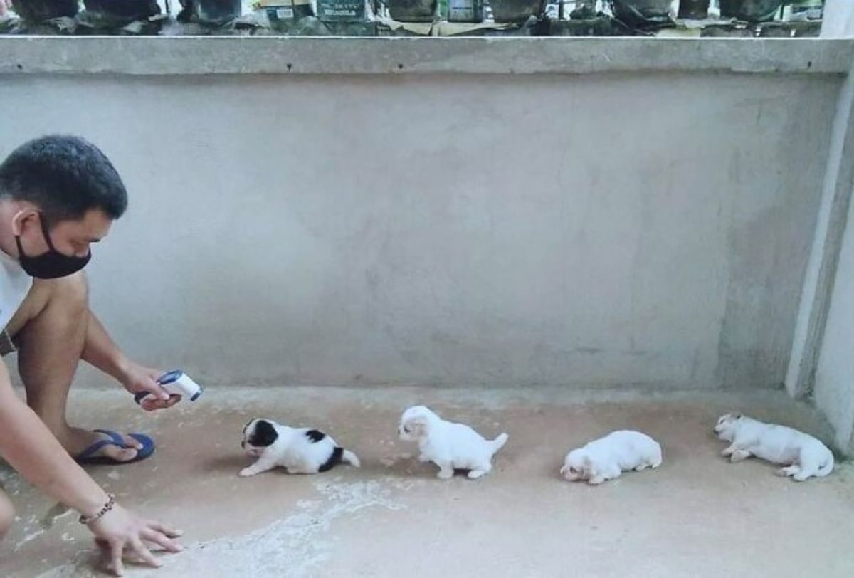 1 black and white puppy and 3 white puppies standing in a line with a man taking temperature checks at the front