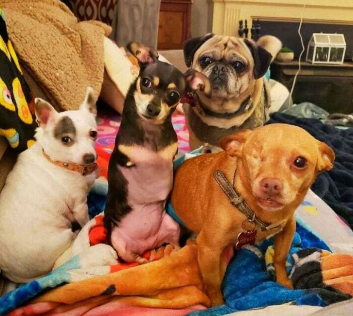1 black and white small dog, 1 2-legged black and brown small dog, 1 brown pug and 1 1-eyed brown dog on a bunch of blankets