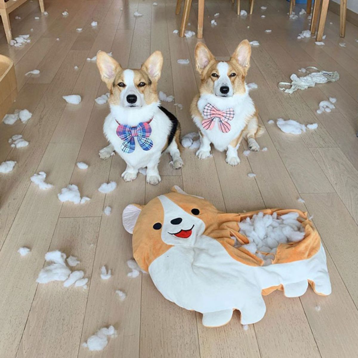 1 black brown and white corgi and 1 brown and white corgi with bowties sitting with an orange and white corgi stuffed toy ripped