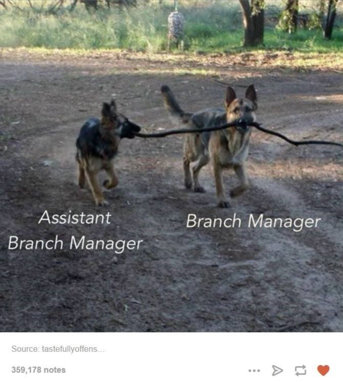 1 german shepherd holding a long stick with the caption Branch Manager and another german shepherd holding one corner of it with the caption Assistant Branch Manager