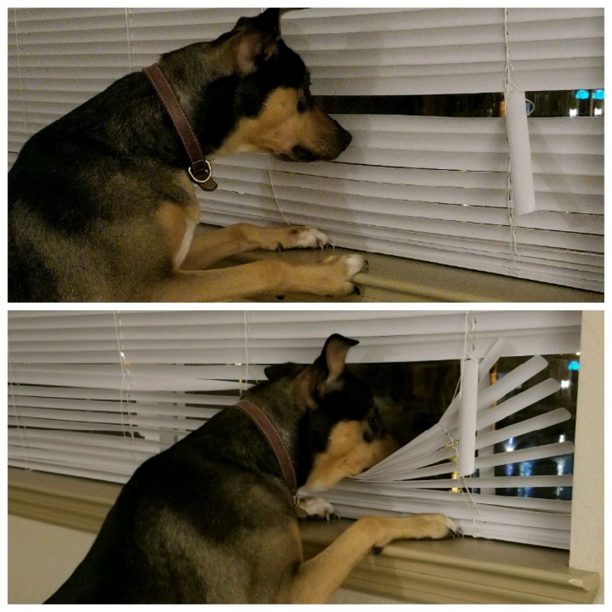 1 photo of a black and brown dog peeking through a gap in the blinds at a window and 1 photo of the dog parting the blinds to look out