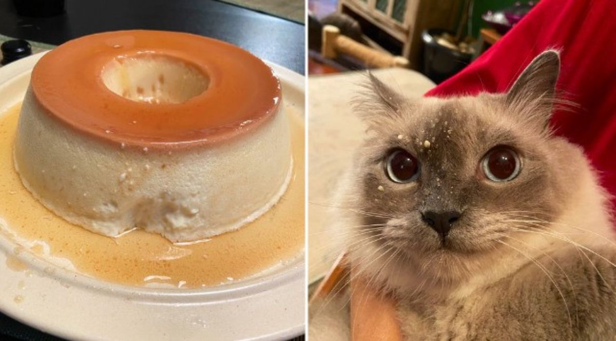 1 photo of a caramel pudding with a bite taken out and 1 photo of a black and cream cat with caramel pudding on the face